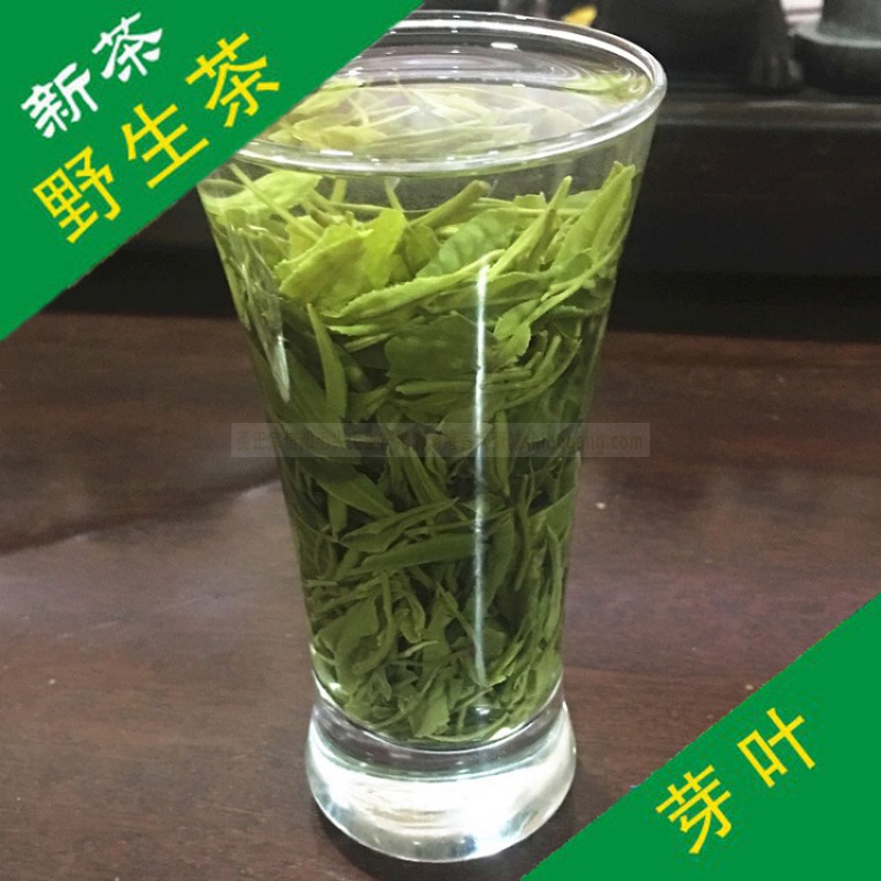 信阳毛尖野茶