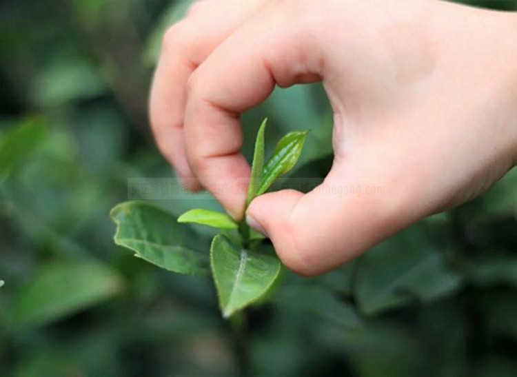 信阳白茶2024新茶 明前二级润灵芽白茶浉河港大山茶散装 产地批发