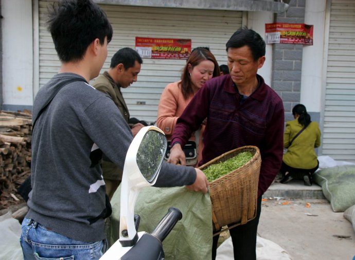 信阳车云山毛尖