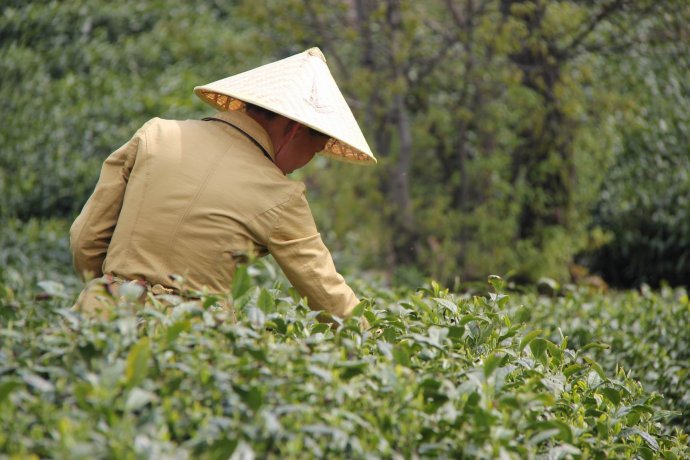 信阳车云山毛尖