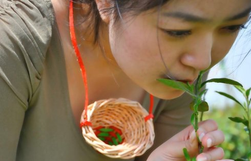 河南信阳C罩杯处女口唇采茶工具曝光（图）