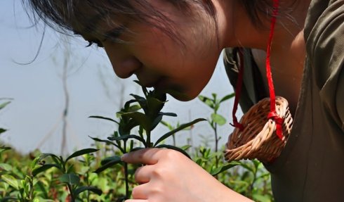 河南信阳C罩杯处女口唇采茶工具曝光（图）