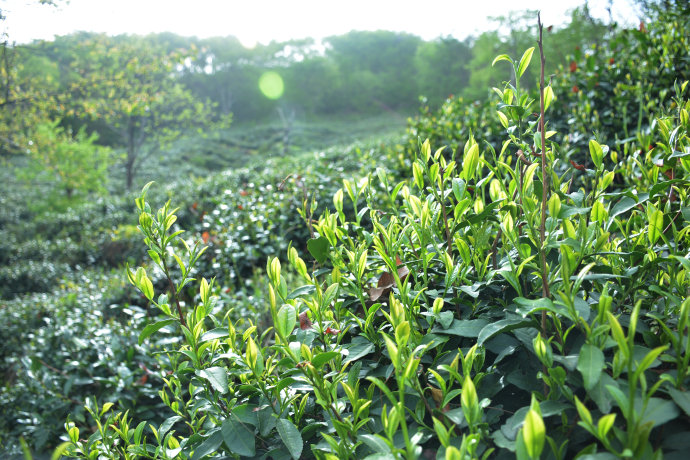 信阳毛尖怎样辨别新茶的品质好坏方法！