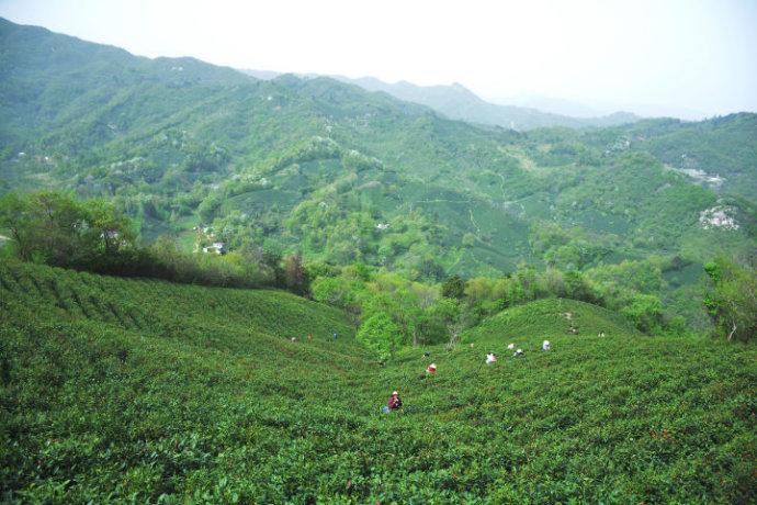 信阳毛尖怎样辨别新茶的品质好坏方法！