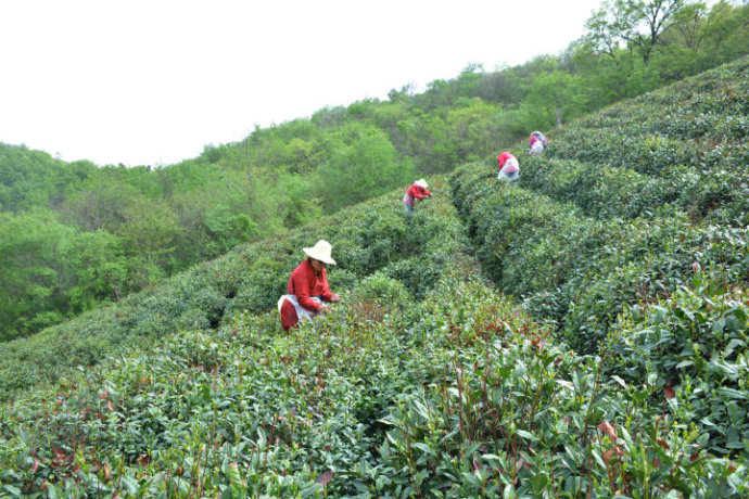 信阳毛尖怎样辨别新茶的品质好坏方法！