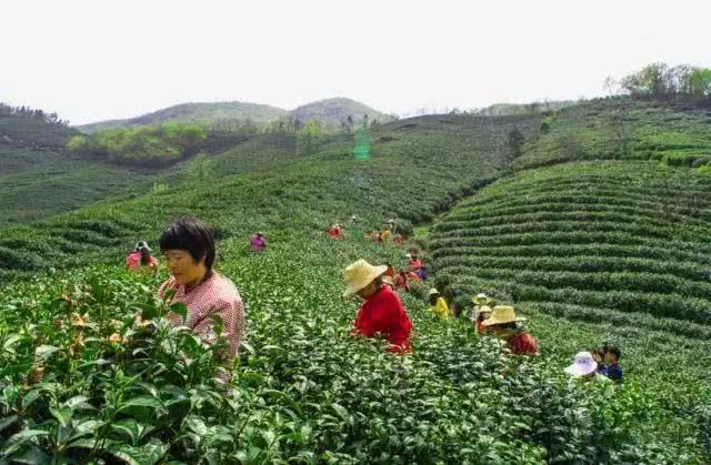 信阳茶山美的不得了，登山赏花、入园采茶何等惬意！