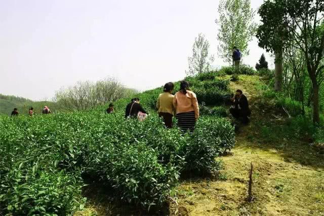 信阳茶山美的不得了，登山赏花、入园采茶何等惬意！