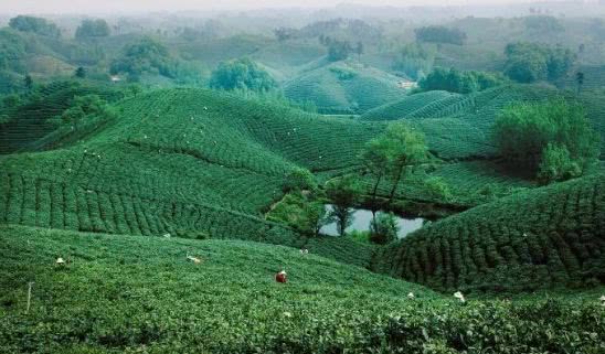信阳茶山美的不得了，登山赏花、入园采茶何等惬意！
