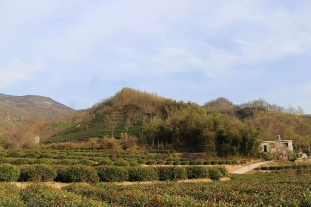 信阳茶山美的不得了，登山赏花、入园采茶何等惬意！
