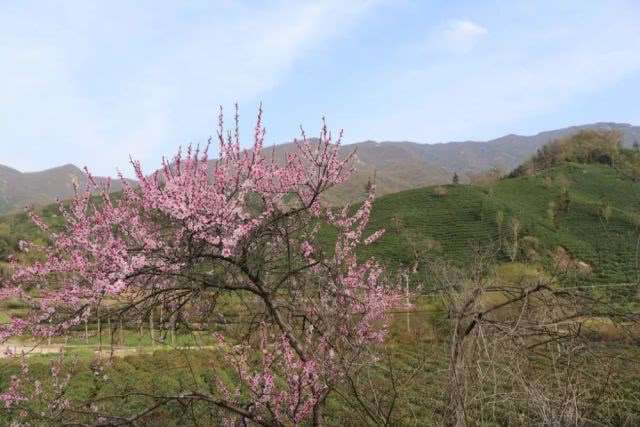 信阳茶山美的不得了，登山赏花、入园采茶何等惬意！