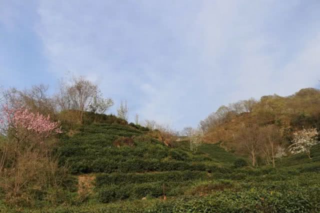 信阳茶山美的不得了，登山赏花、入园采茶何等惬意！