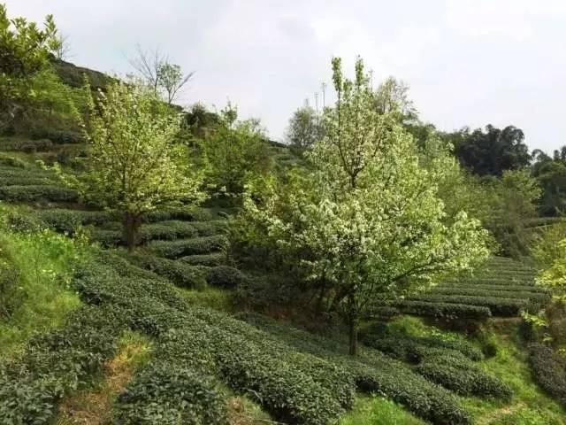 从高山芽头到一盏黄汤︱坚守中的信阳黄芽茶