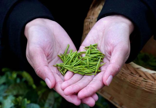 茶王之乡浉河港：一杯好信阳毛尖茶的诞生