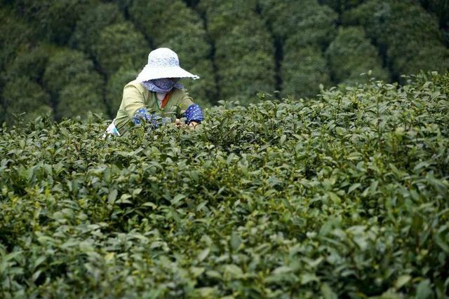 茶王之乡浉河港：一杯好信阳毛尖茶的诞生