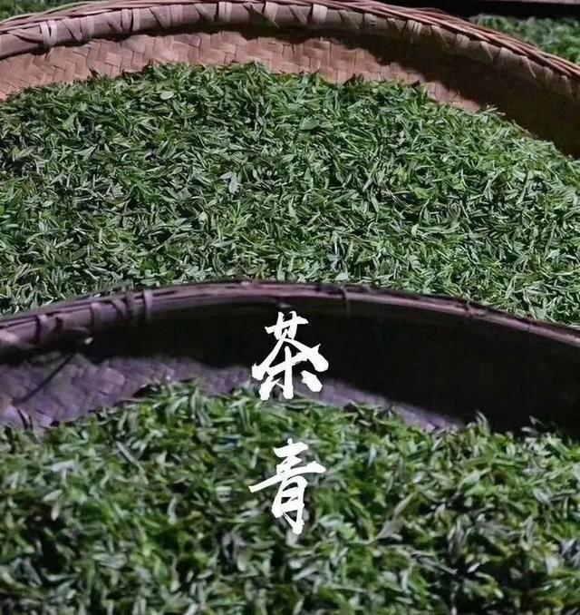 茶王之乡浉河港：一杯好信阳毛尖茶的诞生