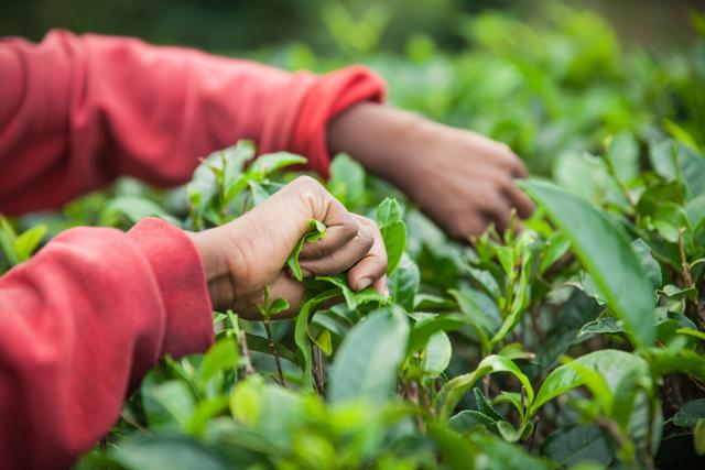 详解信阳毛尖茶加工工艺，每多一次烘焙，香味就多释放一次