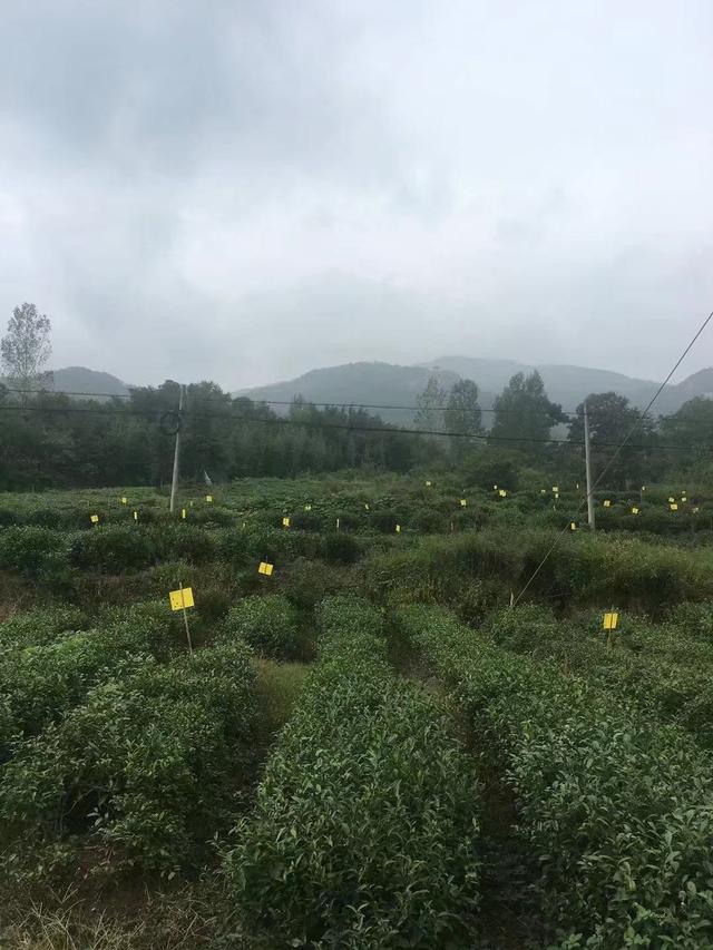 90%的茶树被茶农种植在山区：“高山云雾出好茶”