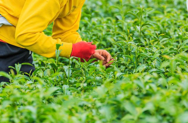 信阳毛尖绿茶在炒制前需要做哪些准备工作？小茶农，大忙人