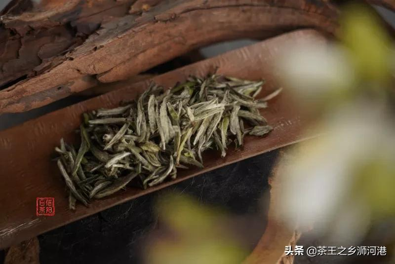 不炒轻揉的信阳白茶，独具匠心的白茶魂