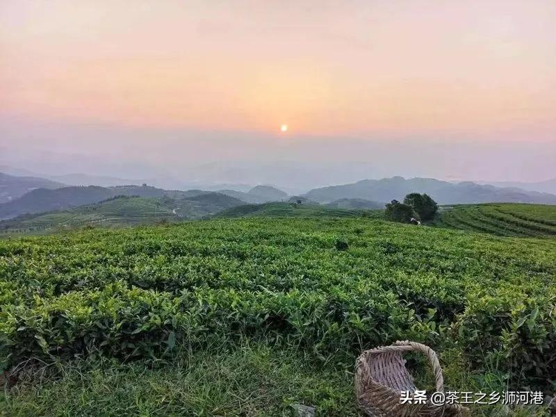 不炒轻揉的信阳白茶，独具匠心的白茶魂