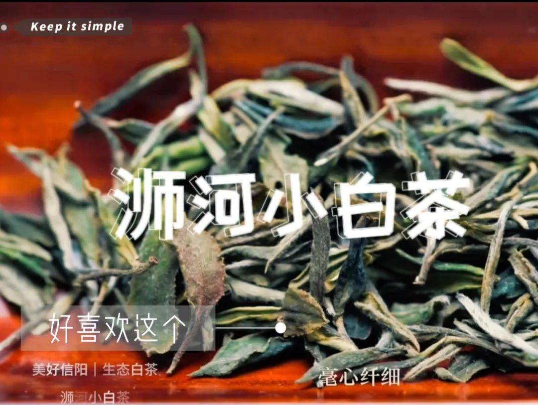【浉河小白茶】信阳·浉河群体种老茶树鲜叶 500g散装批发收藏