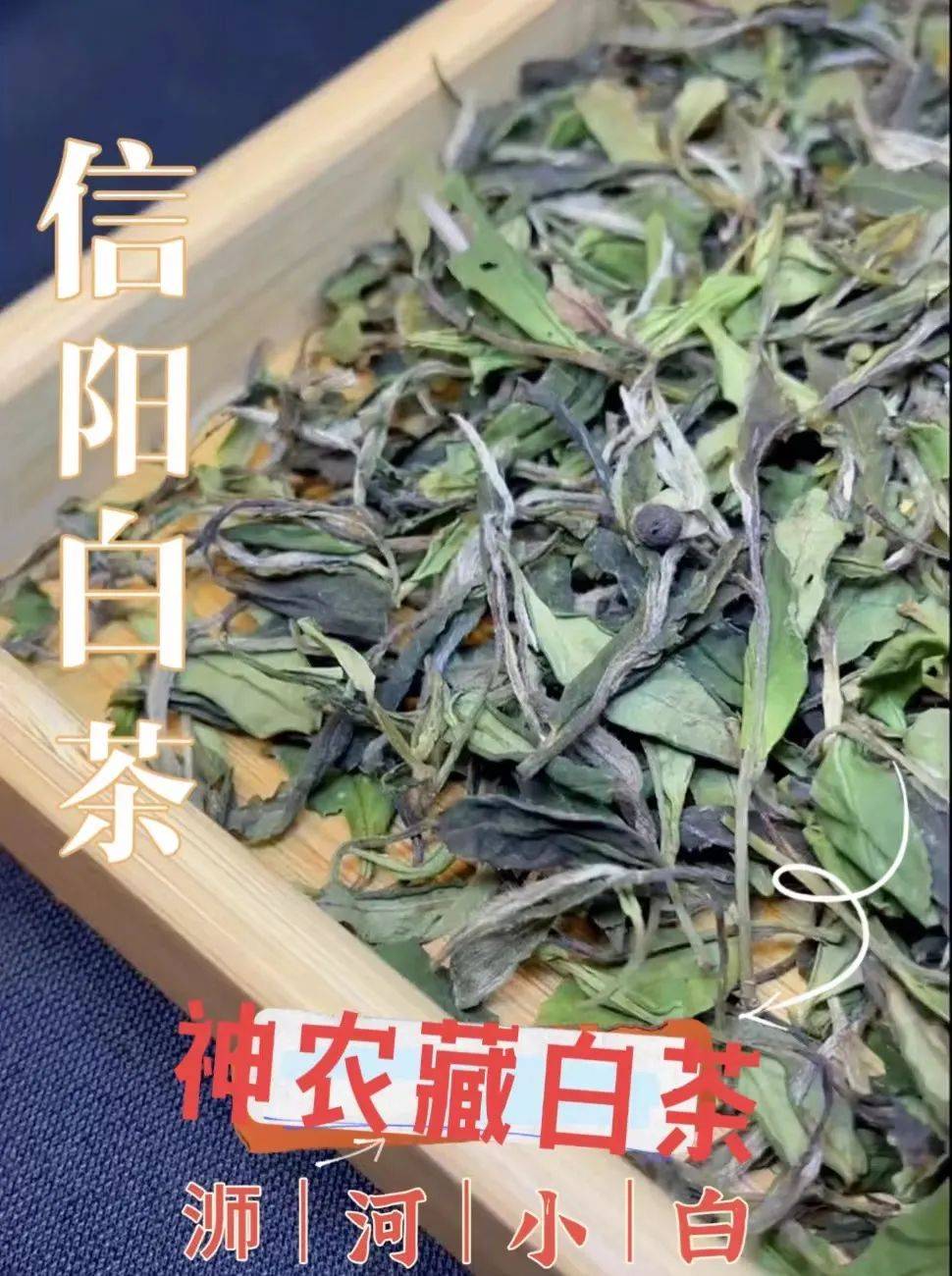 【浉河小白茶】信阳·浉河群体种老茶树鲜叶 500g散装批发收藏