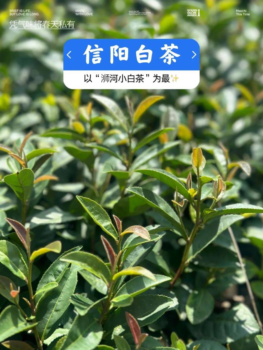 【浉河小白茶】信阳·浉河群体种老茶树鲜叶 500g散装批发收藏