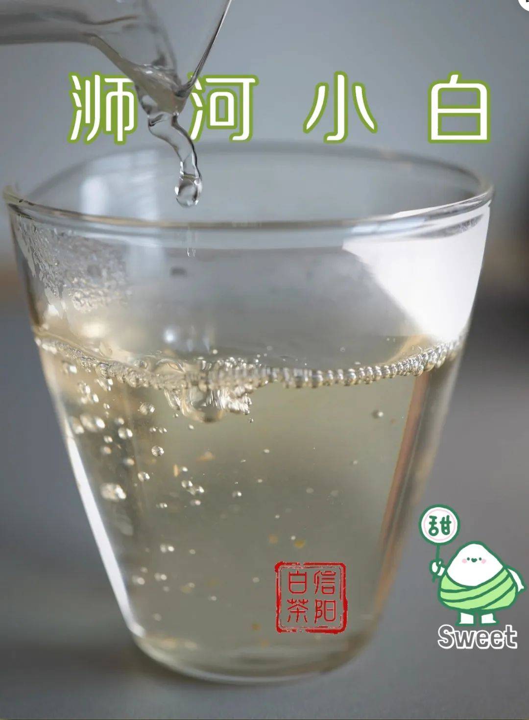 【浉河小白茶】信阳·浉河群体种老茶树鲜叶 500g散装批发收藏