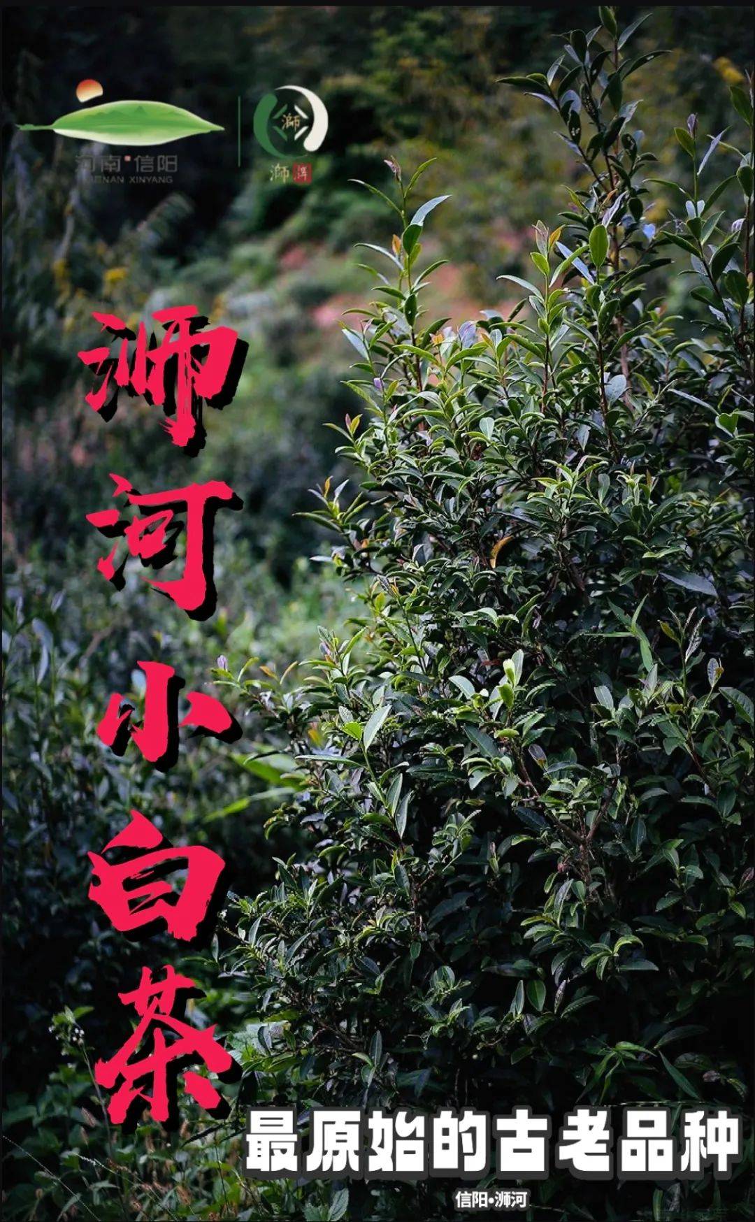 【浉河小白茶】信阳·浉河群体种老茶树鲜叶 500g散装批发收藏