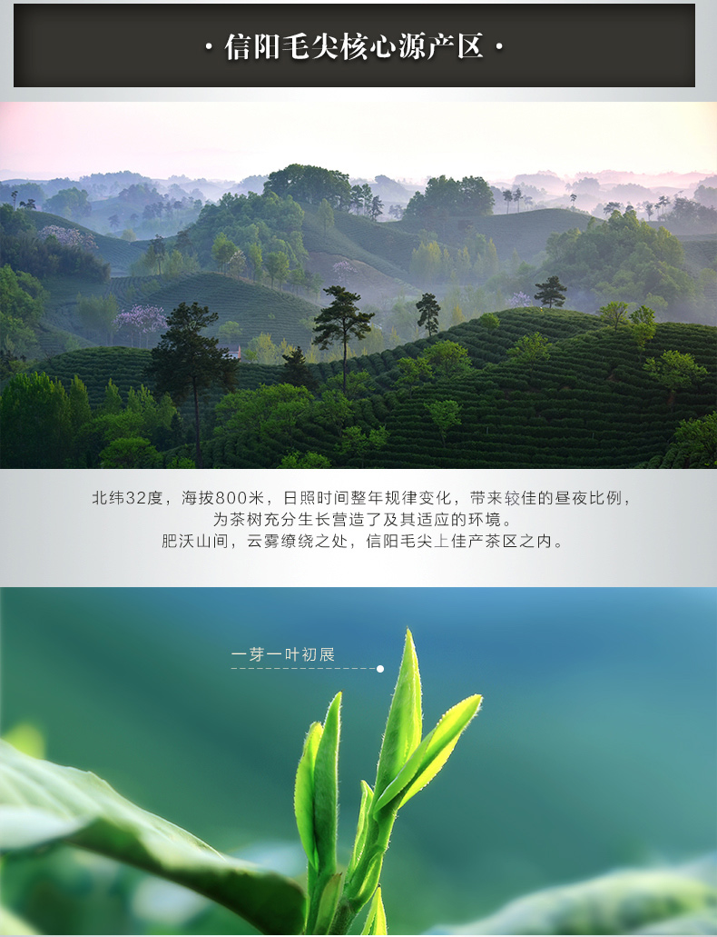 浉河港核心产区信阳毛尖2025新茶大山茶叶春季明前嫩芽特级散装
