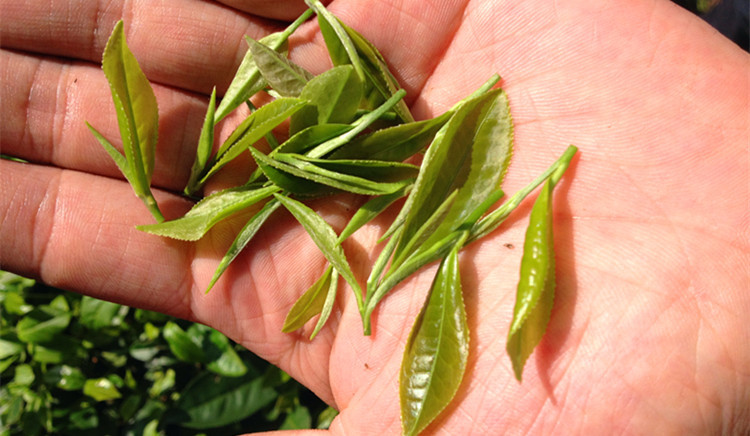 绿茶散装 茶叶批发 信阳毛尖2022新茶谷雨茶500g浉河港茶厂直销