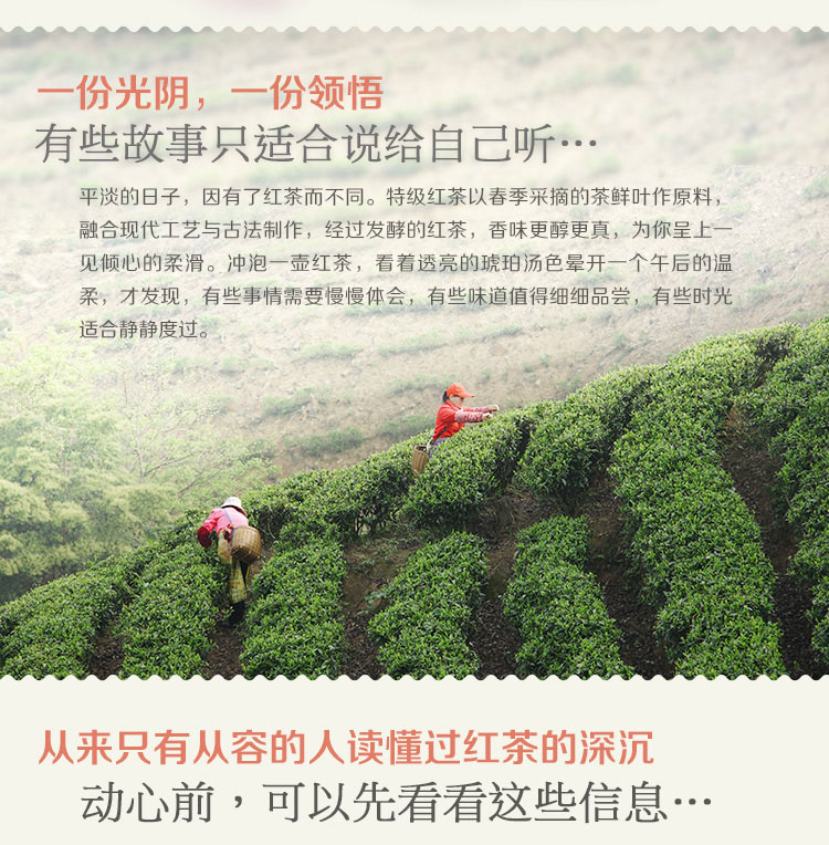 信阳红茶2025浉河港大山红茶特级 大山茶原产地批发