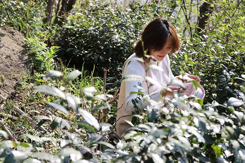 信阳毛尖野茶