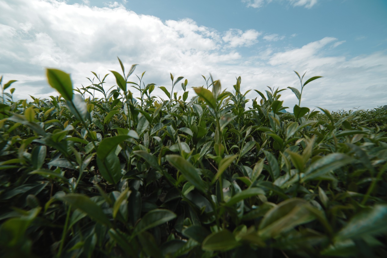 阿里云智慧茶庄园|花盈满楼，一杯清茶缀屋室