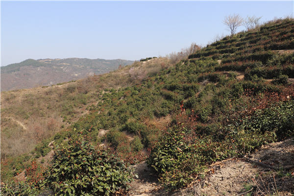 诚喜春车云山茶园