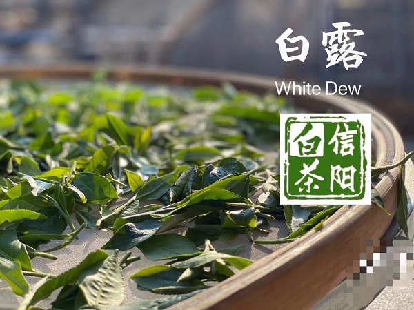 浉牌®信阳白茶2024新茶 白茶木箱盒装