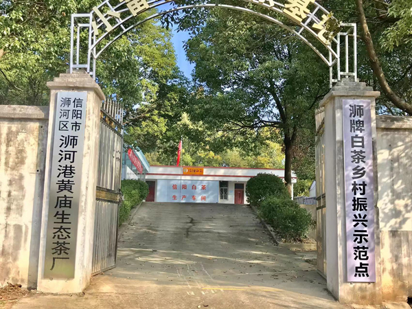 浉牌®信阳白茶2024新茶 白茶200g铁罐简装