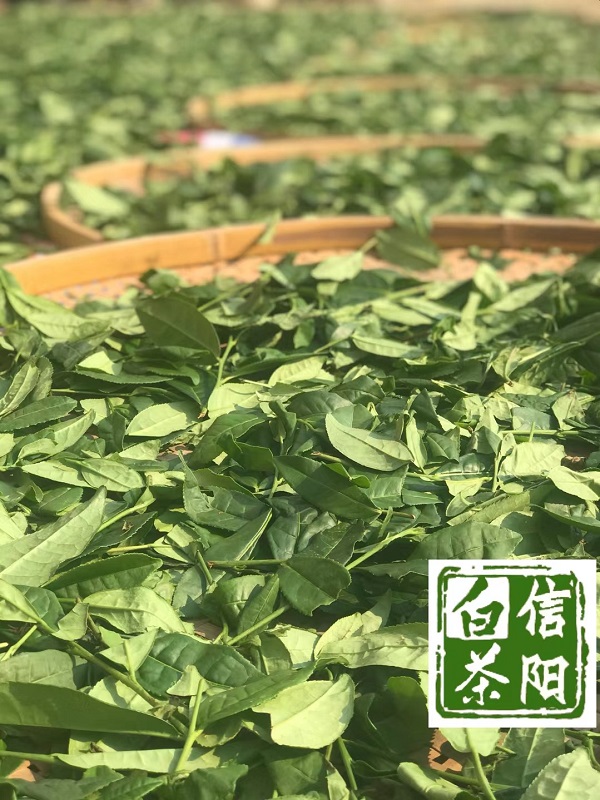 浉牌®信阳白茶2024新茶 白茶木箱盒装