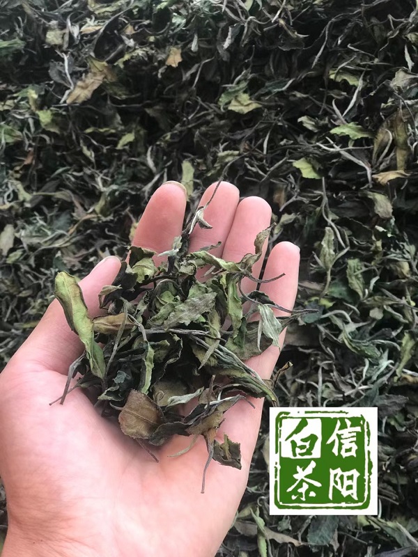 浉牌®信阳白茶2024新茶 白茶200g铁罐简装