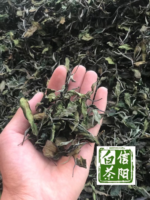 浉牌®信阳白茶2024新茶 白茶铁罐简装