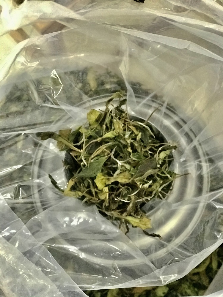 浉牌®信阳白茶2024新茶 白茶200g铁罐简装
