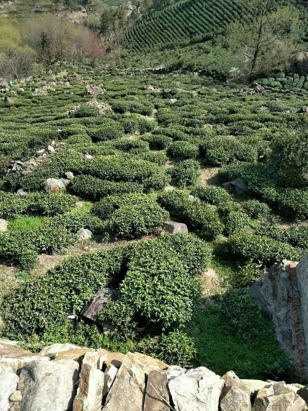 阿里云智慧茶庄园|“云游”好茶生长的地方