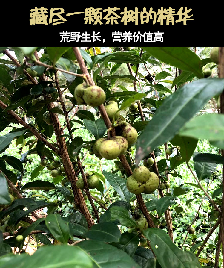 信阳白茶 老白茶茶籽 高山陈年白茶 2015白茶籽250g