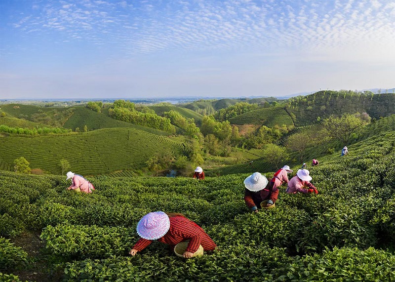 浉牌 信阳白茶 2024年浉河港高山润灵芽 简素牛皮纸袋装白茶