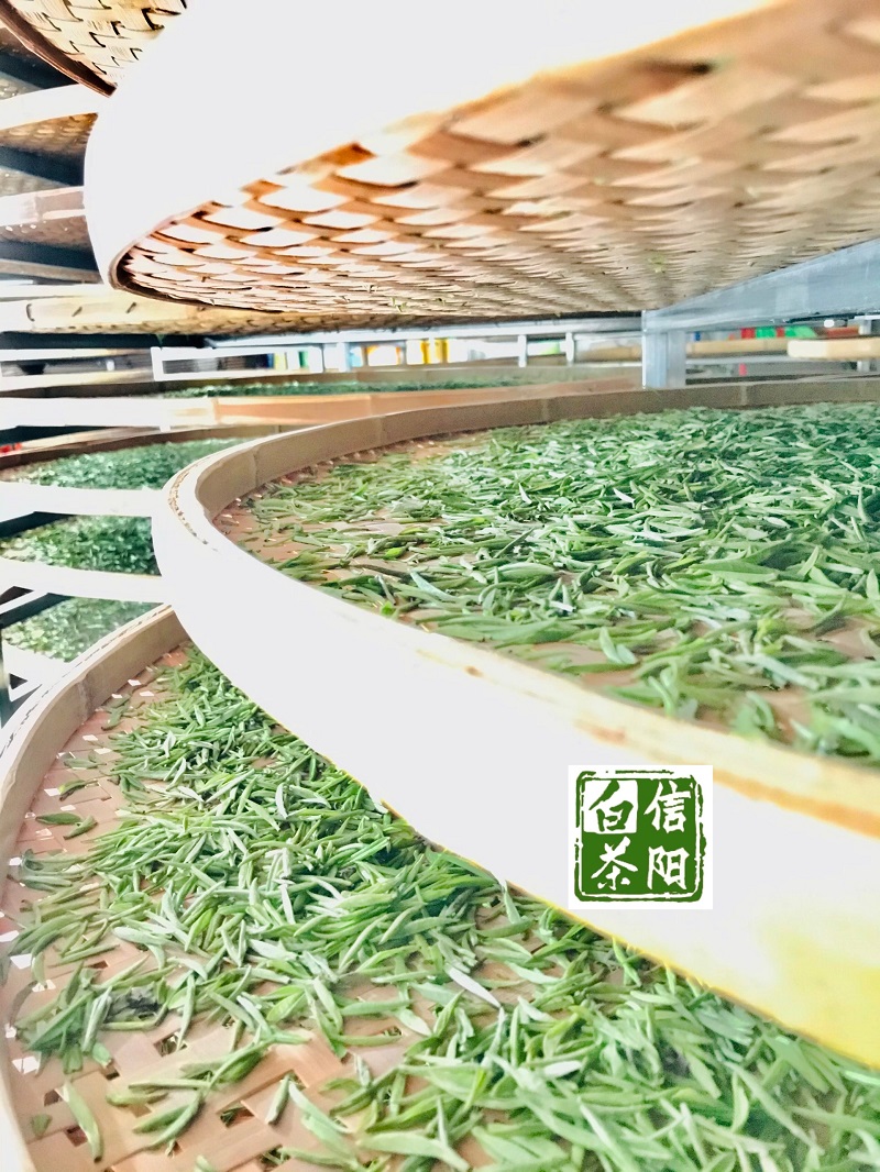 浉牌 珍稀白茶 2024信阳白茶 明前特级皛芽白茶 浉河港茶厂批发