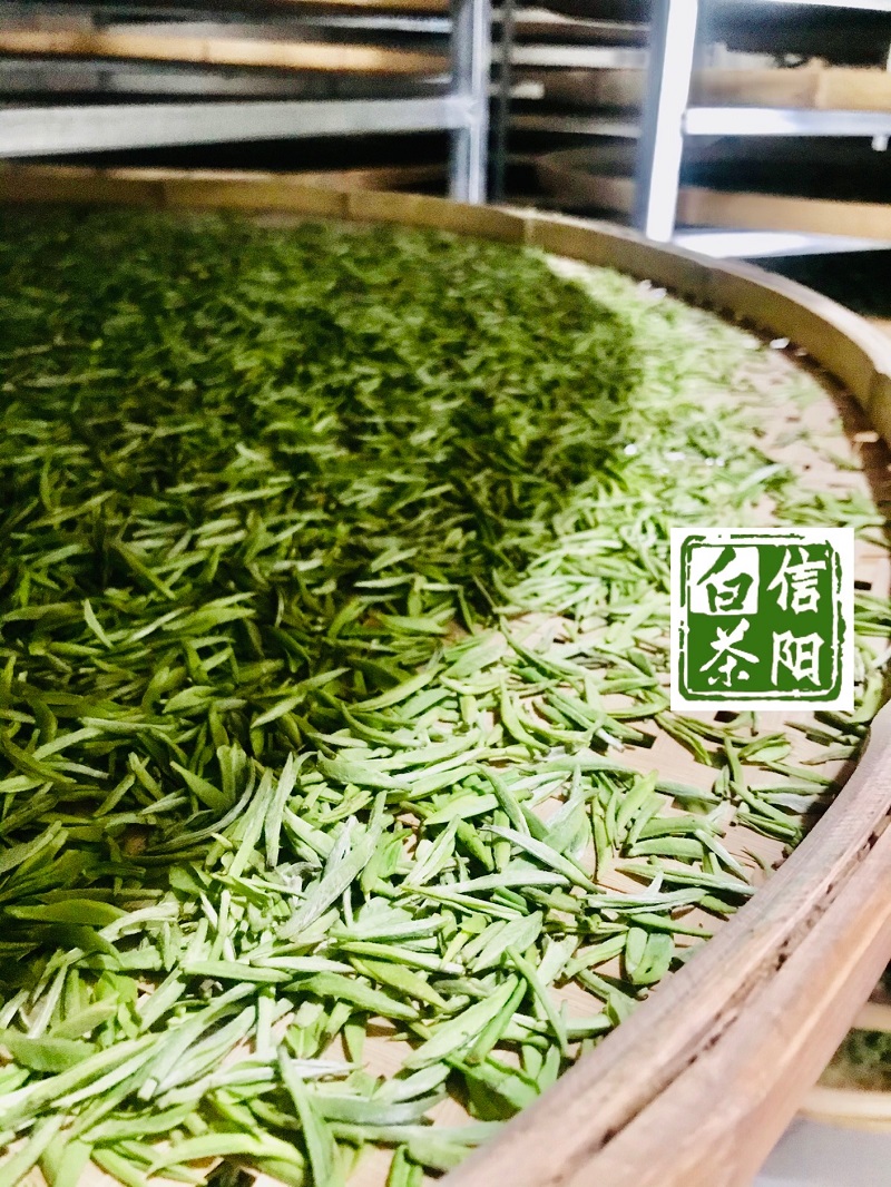 浉牌 信阳白茶 2022年浉河港特级润灵芽50克/罐 买五送一 简易铁罐装白茶