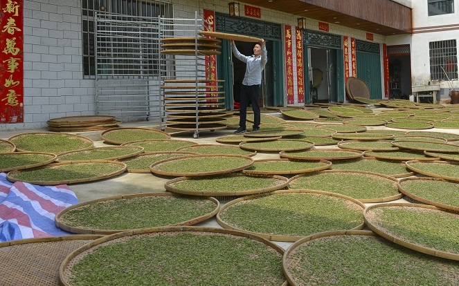 浉牌 信阳白茶 2024年浉河港高山润灵芽 简素牛皮纸袋装白茶