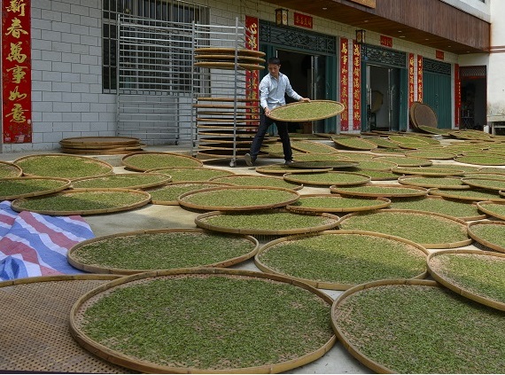 浉牌 信阳白茶 2024年浉河港高山润灵芽 简素牛皮纸袋装白茶