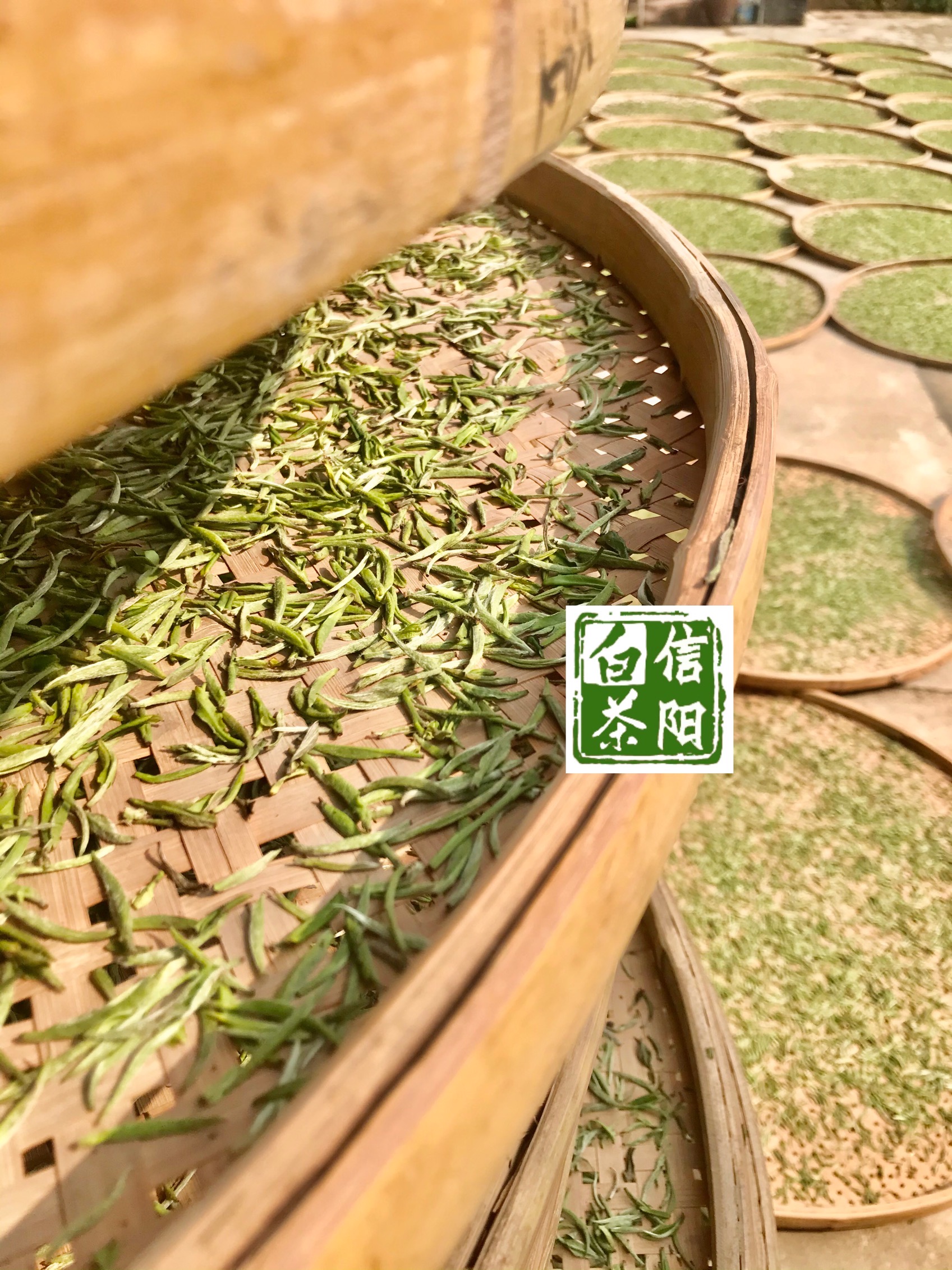 信阳白茶