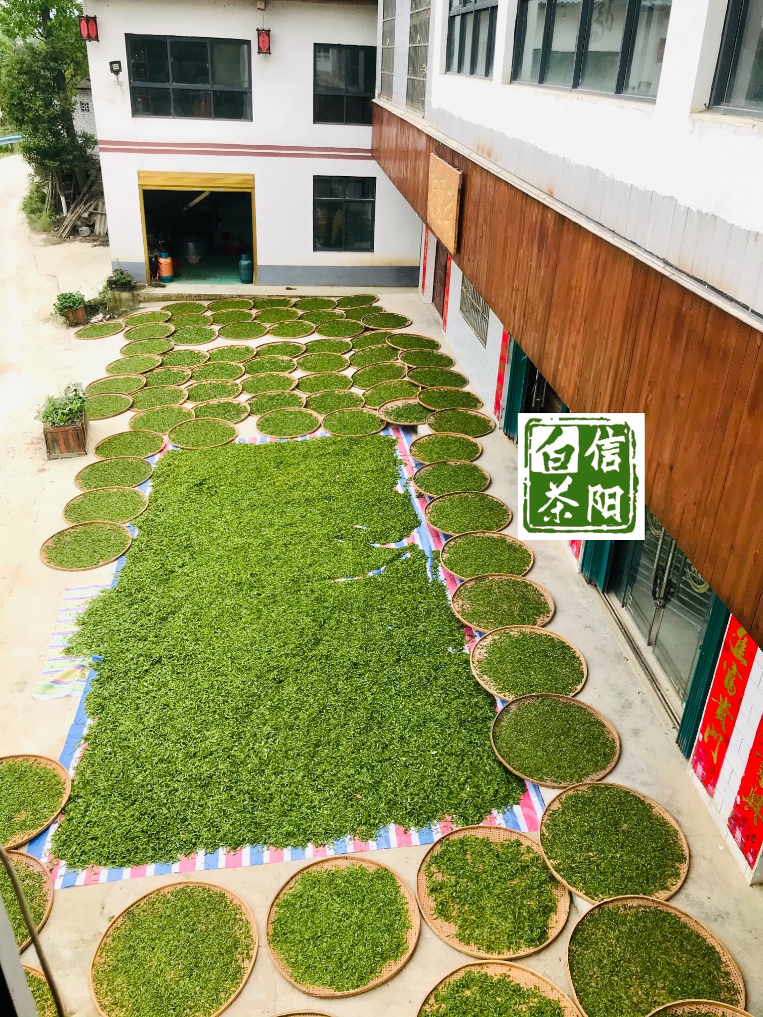 信阳白茶